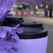 عيوش Amar